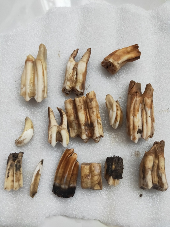 远古生物化石巨兽牙齿化石都已经玉化了，拿回...