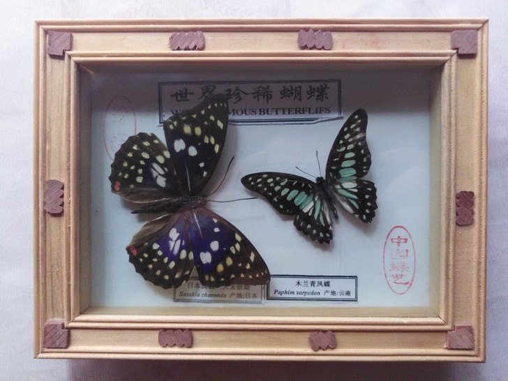 蝴蝶标本包邮50元，镜框尺寸是20.5*1...