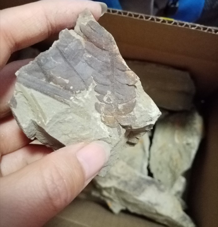 矿物变色植物化石蕨类化石二叠纪包邮