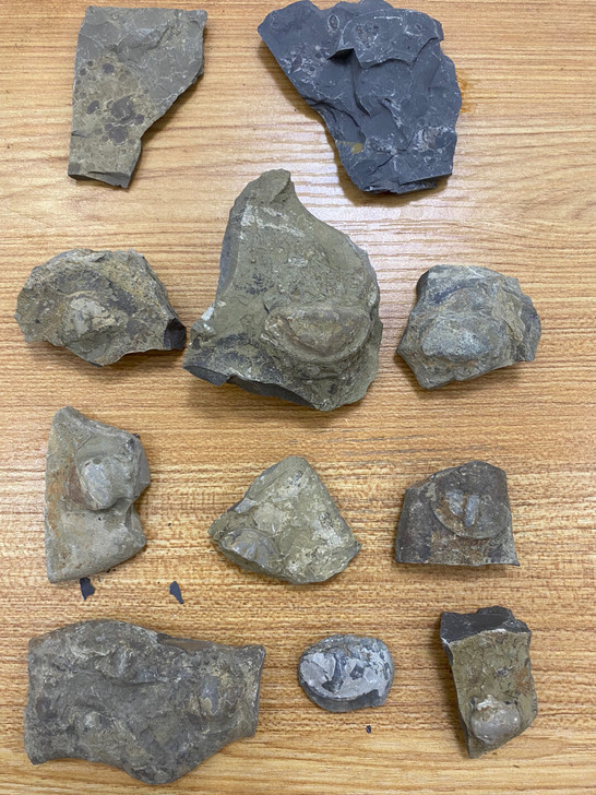 一堆化石打包处理三叶虫古生物化石标本科普摆...