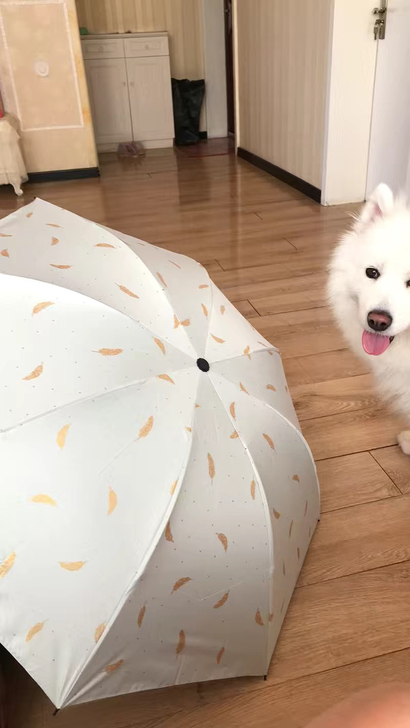 闲置出售自动遮阳伞雨伞防紫外线