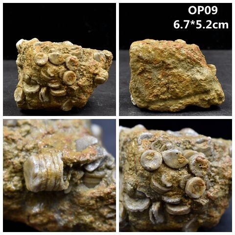 海百合茎化石古生物化石