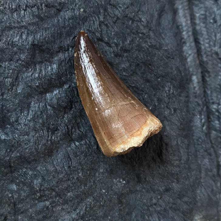 白垩纪海洋爬行类牙齿化石！