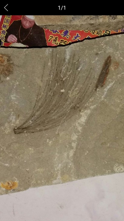 植物化石,蒋氏辽宁枝化石,大小可以看参照比...