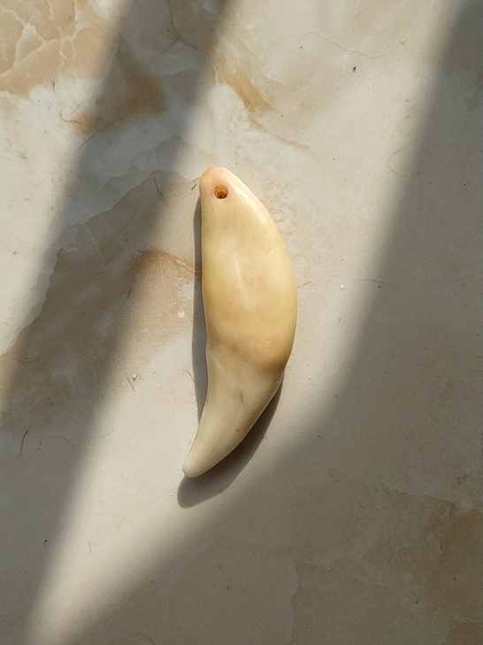 黑狗真牙，4.8$$##$$5cm，已消毒...