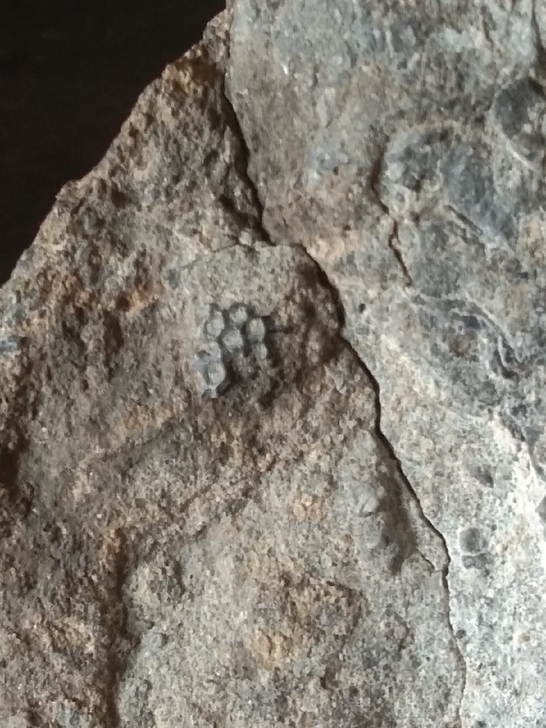 化石,蜥蜴与甲壳虫。