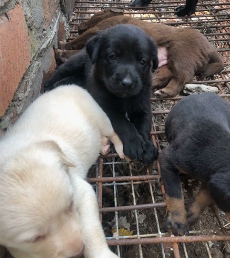 自提自家养的拉布拉多幼犬，拉不拉多幼犬宠物...