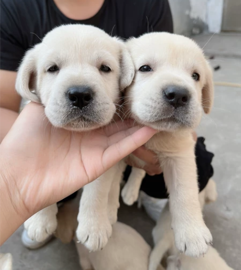 自提自家养的拉布拉多幼犬，拉不拉多幼犬宠物...
