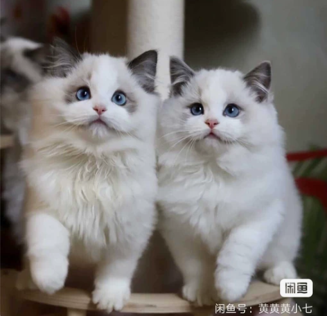 布偶猫妹妹，蓝双布偶，找无猫家庭， 这个猫...