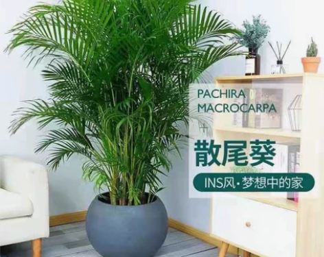 转行清理甩卖【一盆只需要12元】大型散尾葵...