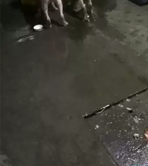 双血统拉布拉多，疫苗都打完了，我非常喜欢狗...