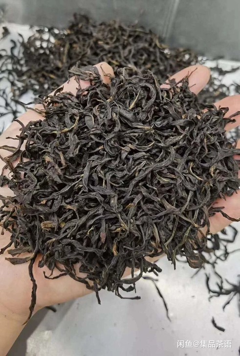 凤凰单枞头春鸭屎香,现已烤火加工完成。