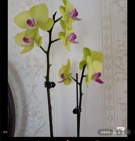 卡片 玉皇朝 三只眼完全版 1-24 全新...