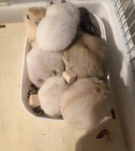 家养两只小仓鼠三线银狐紫仓布丁金丝鼠宠物仓...