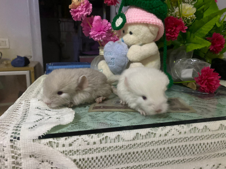 自家养的龙猫生宝宝了,家里养不了这么多只龙...