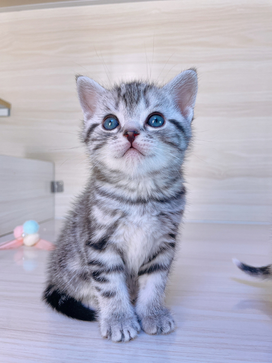 美短标斑美短加白幼猫