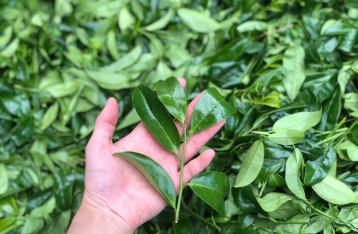 潮州凤凰单丛茶，鸭屎香！牛奶味浓，水甜，香...