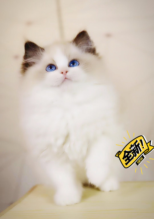 超级好看的布偶标价就是卖价，繁殖首选，小耳...