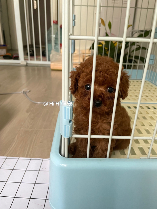 小体红泰迪弟弟上午刚做了二次体内驱虫，一针...