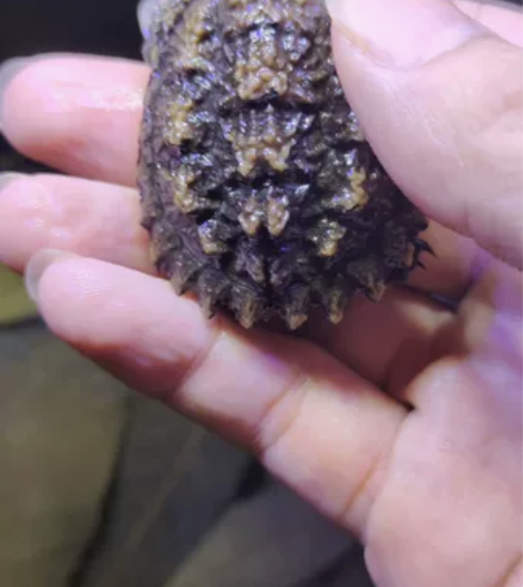 607号蛤蟆脸蛋甲爆刺后期很漂亮福利价11...