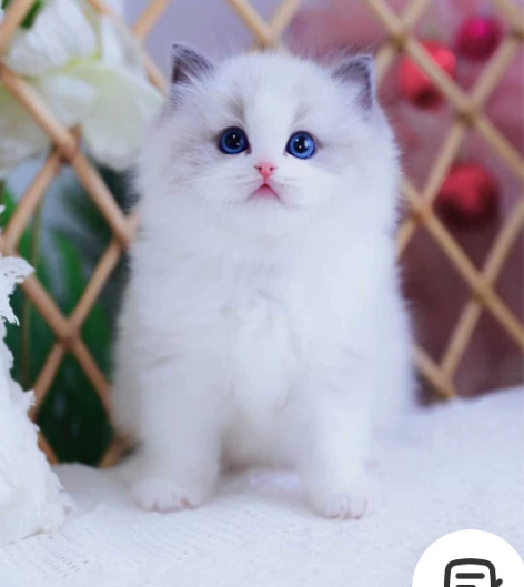 【包空运】蓝双布偶弟弟 开脸漂亮 脸蛋甜美...