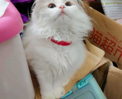 （展示）我家浅银白梵高地翩翩小朋友十一个月...