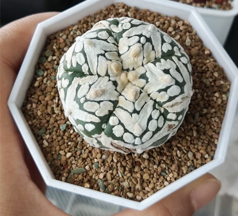 五楞V兜宝宝，厚绒宽V兜！虽然肚肚撑裂了，...