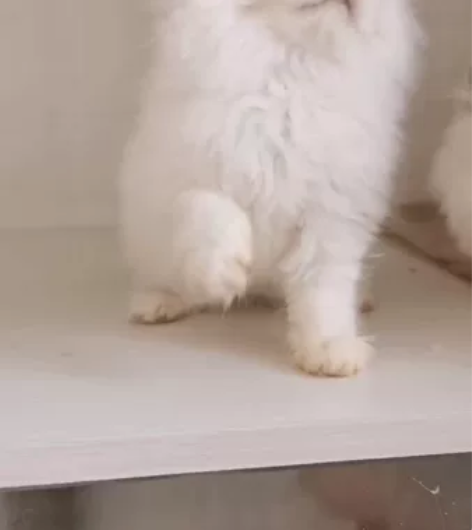 自家饲养两只漂亮的长毛高地找家长【高地已售...