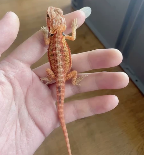 精品靓红系鬃狮，很靓，很红！持续发色中！红...