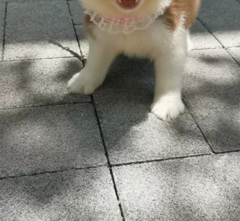 完美花色，咖啡边牧幼犬，公，三通七白，脸蛋...