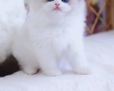 海双布偶弟弟 小浣熊脸 眼色素漂亮 性格黏...