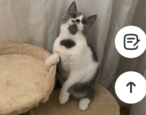 没有了 没有了 没有了 都送走了 去新家了...