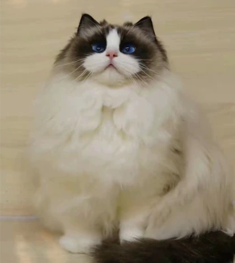 莫妮卡血海双布偶妹妹 超大毛量 几乎完美 ...