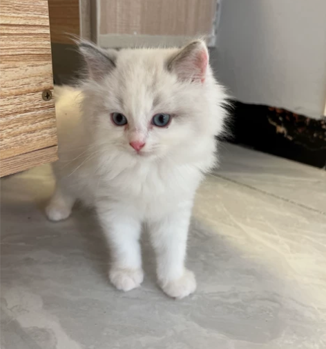 布偶幼猫一窝,传统系布偶猫、海蓝双弟弟妹妹...