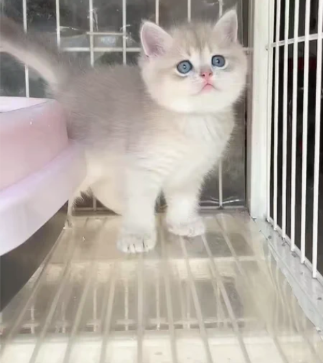 蓝金渐层，脸蛋真的很漂亮很萌 性格好，可爱...