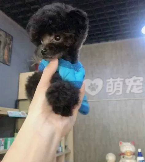 头顶天坑 永久米奇耳 男孩 疫苗做完 茶潜...