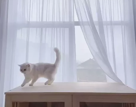 银渐层种公接配种 自己看体型和脸蛋，出崽漂...