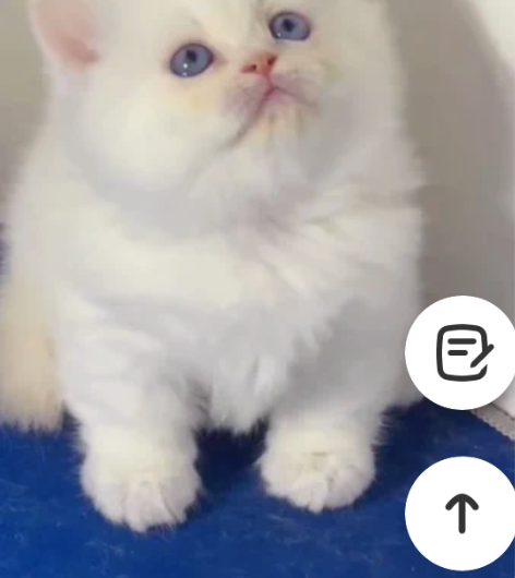 拿破仑纯白 minute拿破仑 曼基康矮脚...