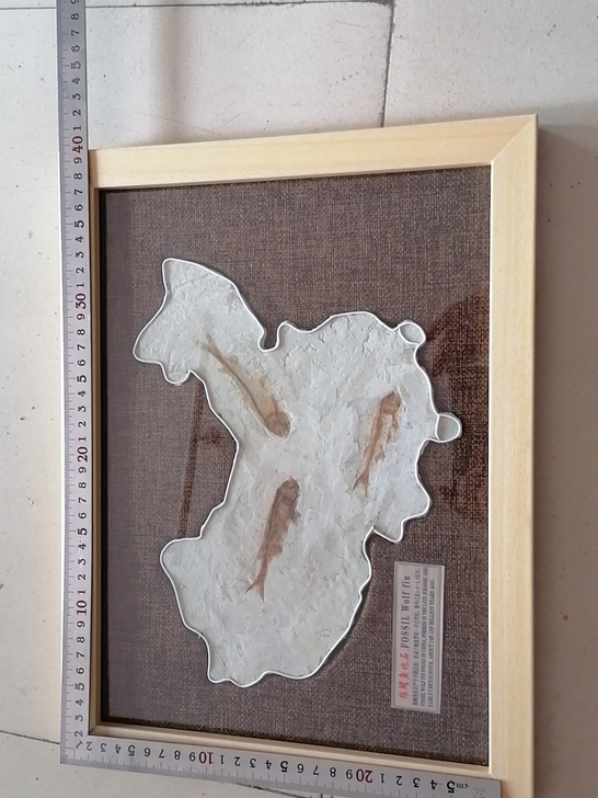 狼鳍鱼地图化石石两个以上包邮