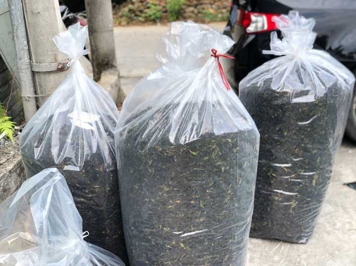 凤凰单枞,头春鸭屎香,现已烤火加工完成。