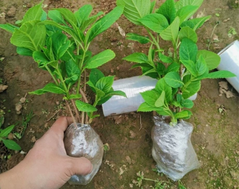 绣球花八仙花无尽夏耐热寒植物办公室内阳台院...