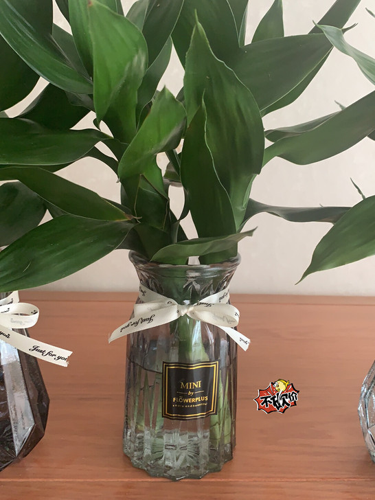 【四件套】玻璃花瓶透明水培绿萝植物富贵竹百...