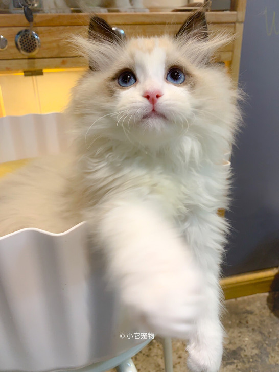 超高颜值布偶 超高性价比 实拍