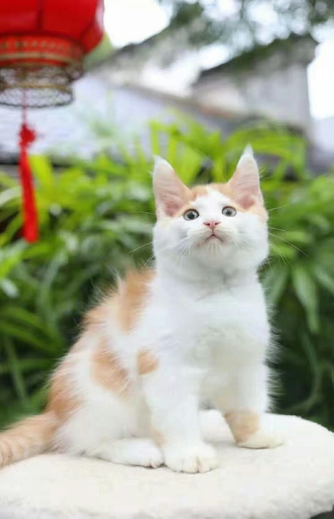 红虎斑缅因加白缅因弟弟 脸蛋很漂亮