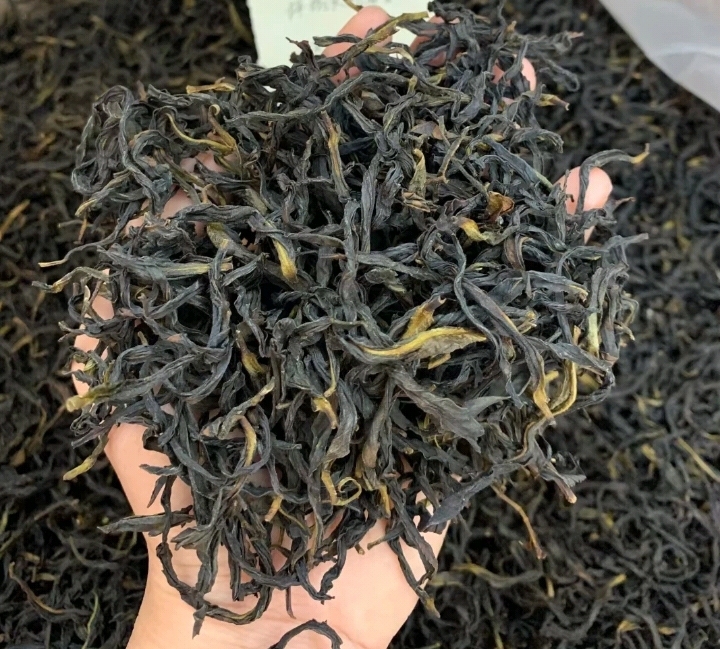 凤凰单枞凹富后， 今年春季采摘制作