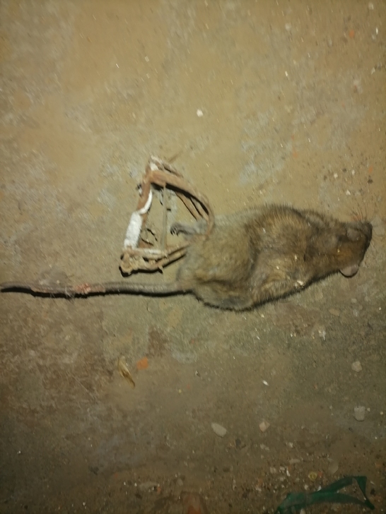 批发零售各种捕鼠器!春节不放假