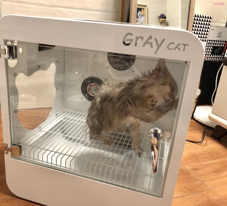 pettime全自动宠物烘干箱家用烘干机狗...