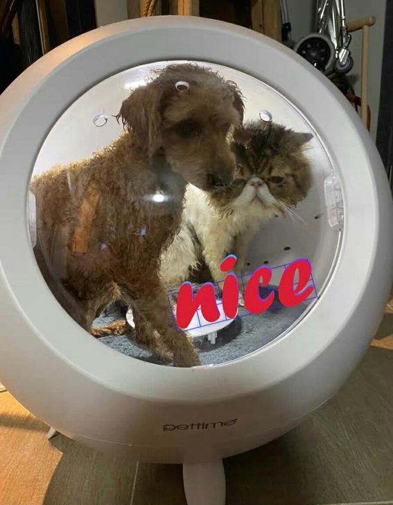 宠物烘干箱猫咪吹风机狗洗澡吹干神器家用猫吹...