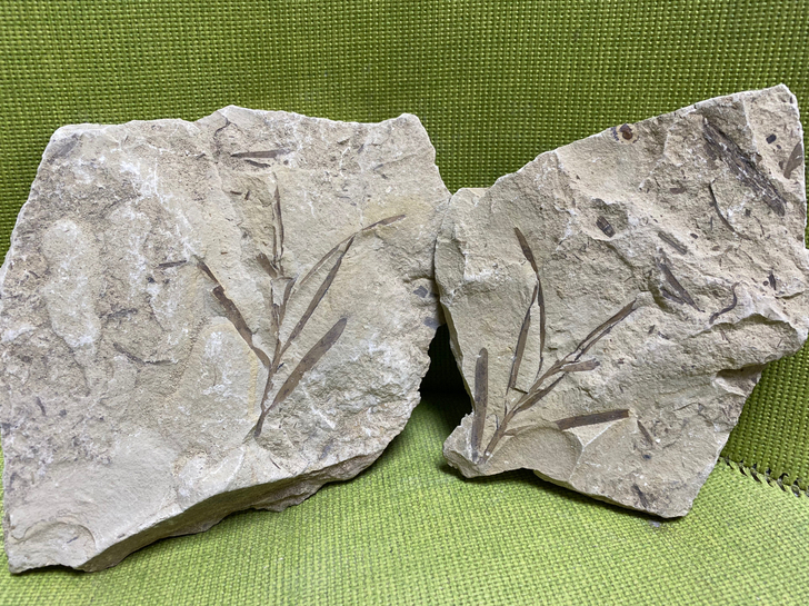 辽西植物化石   整棵精美化石～对开板无断...