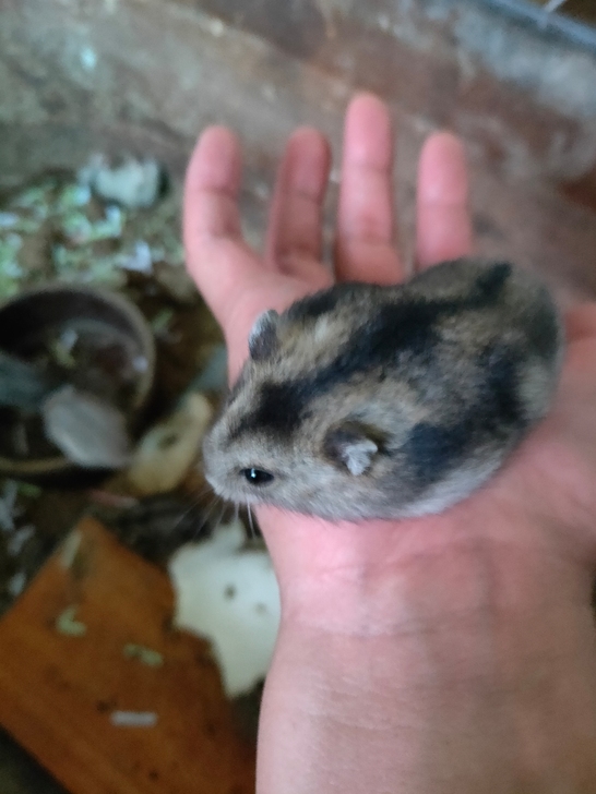 各种幼体成体